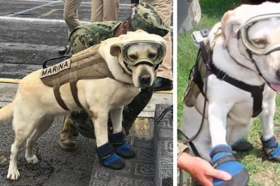 Video: esta “Frida” sí existe y está ayudando a rescatar personas en México