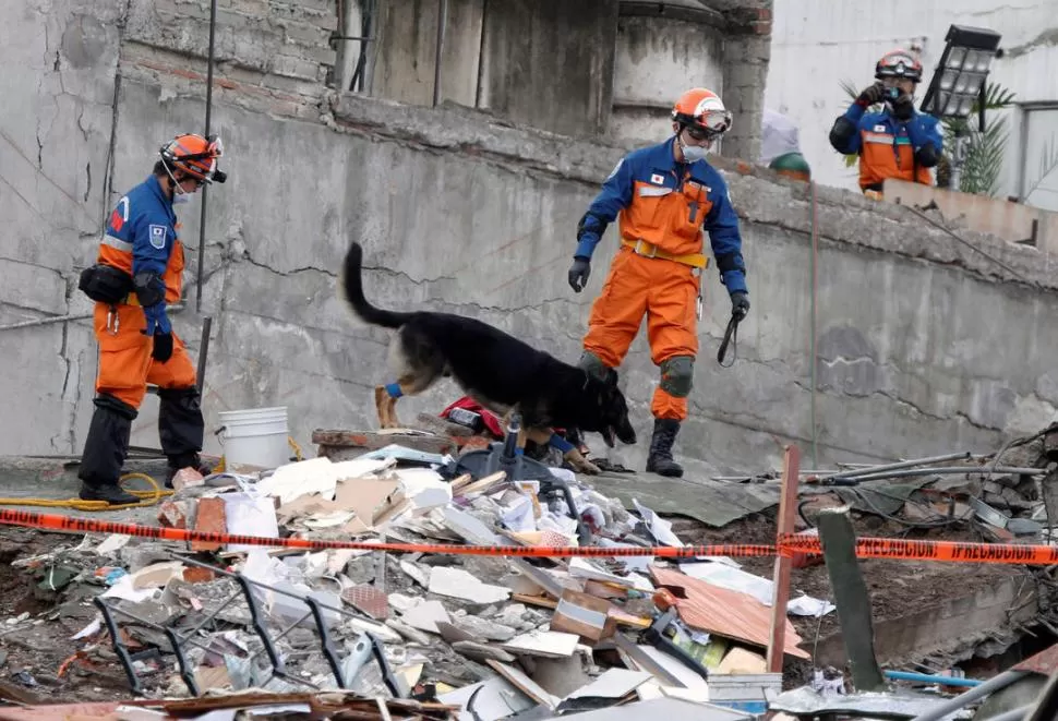 PEQUEÑA PAUSA. Después del sismo de ayer, los equipos de rescate con perros volvieron al trabajo. credito