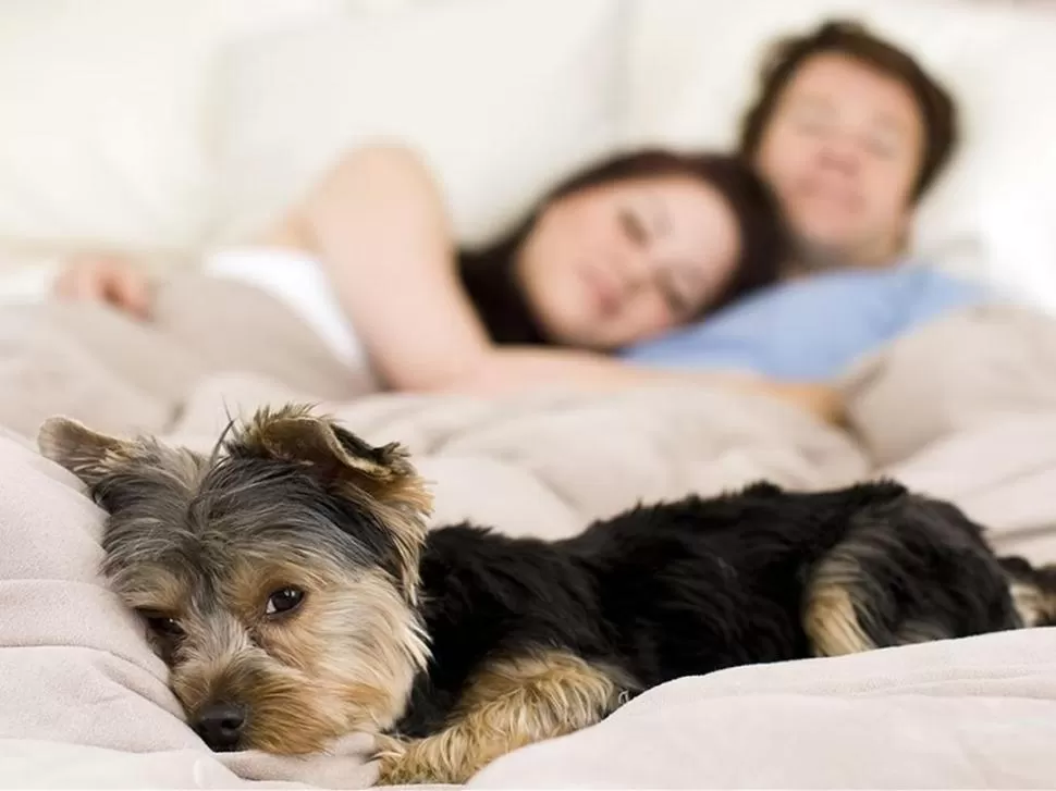 TIERNA COMPAÑÍA. Según un estudio algunas personas duermen mejor si lo hacen con sus mascotas. 