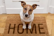 Todo lo que tenés que saber para viajar con tus mascotas