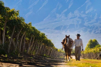 Cafayate: el paisaje del vino