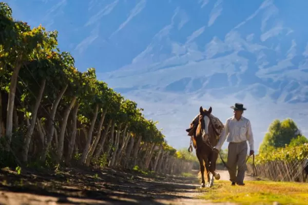 Cafayate: el paisaje del vino