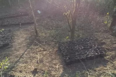 En un campo preparaban más de 840 plantines de marihuana