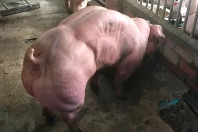 ¡Increíble! Se viralizaron fotos de cerdos mutantes