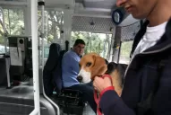Proponen una ordenanza para que se puedan llevar mascotas en los colectivos de Tucumán