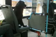 ¿A favor o en contra?: qué opinan los tucumanos sobre la posibilidad de llevar mascotas en el colectivo