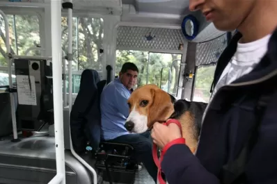Proponen una ordenanza para que se puedan llevar mascotas en los colectivos de Tucumán