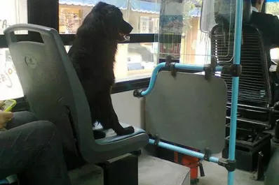 ¿A favor o en contra?: qué opinan los tucumanos sobre la posibilidad de llevar mascotas en el colectivo