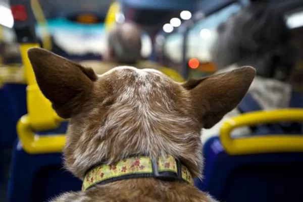 Piden que las mascotas puedan viajar en los colectivos tucumanos: la ordenanza ya quedó vieja