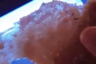 ¿Sabés de qué están hechas las milanesas del súper? Mirá lo que esconden debajo del pan rallado