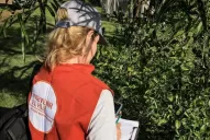 Detección positiva de HLB y de Diaphorina citri en Corrientes