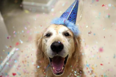 Crece la tendencia a festejarles el cumpleaños a las mascotas