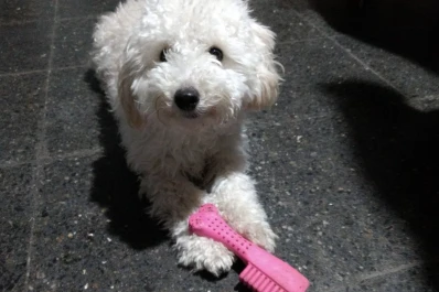 Le dieron licencia paga en el trabajo para cuidar a su perro