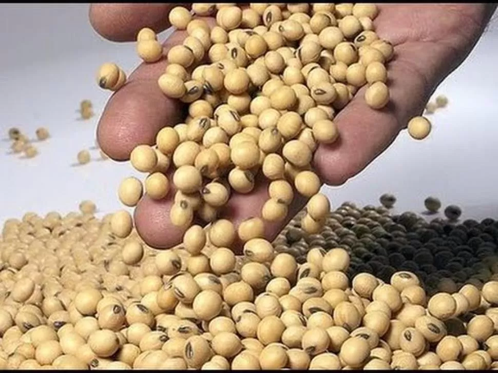 TENDENCIA. El precio de la soja sigue los vaivenes normales en el mercado. 