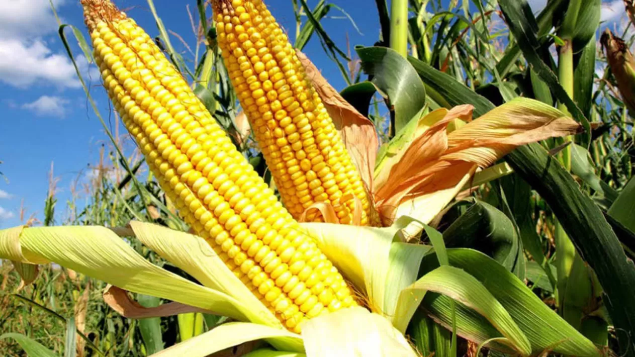 Dictarán un taller sobre híbridos en maíz en la Estación Experimental