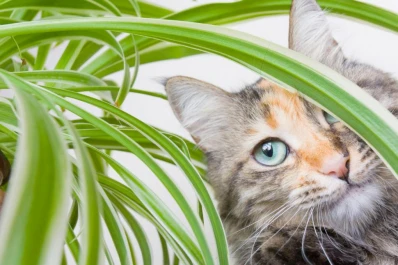 Plantas y otros peligros ocultos que pueden afectar a perros y gatos