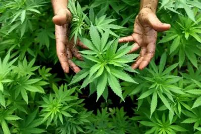 Lo denunció por violencia de género y cuando la Policía llegó a su casa se encontró con un vivero de marihuana
