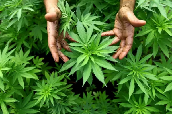 Lo denunció por violencia de género y cuando la Policía llegó a su casa se encontró con un vivero de marihuana
