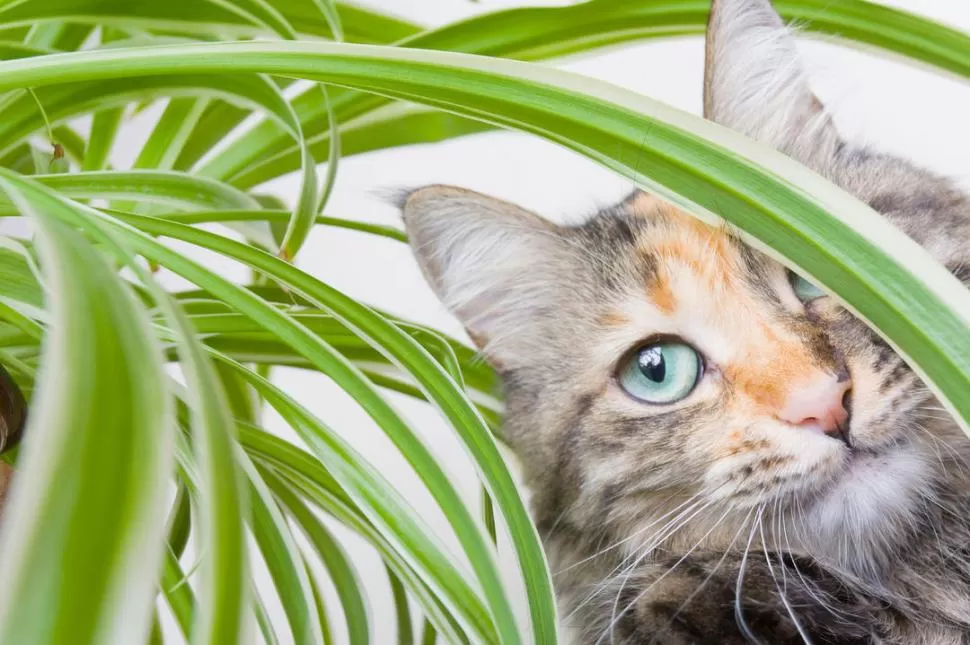 PRECAUCIÓN. Algunas plantas que se acostumbra tener en la casa pueden ser peligrosas para las mascotas. Es importante consultar al veterinario. 