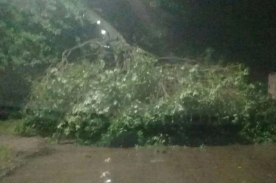 Por lo fuertes vientos, un árbol cayó en Viamonte y México