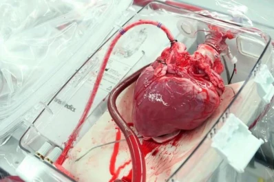 Trasplantes: una técnica permite “revivir” corazones