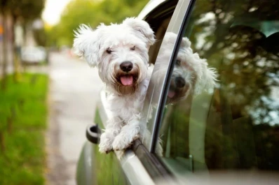 Mascotas seguras para un viaje feliz