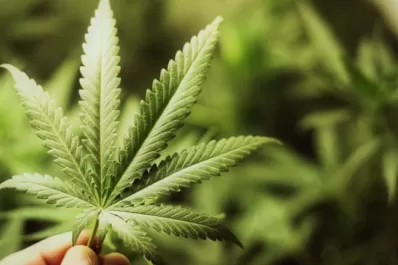 Descubrieron cinco litros de aceite de cannabis