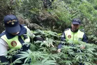 Secuestraron más de 1.000 plantas de marihuana en menos de un mes