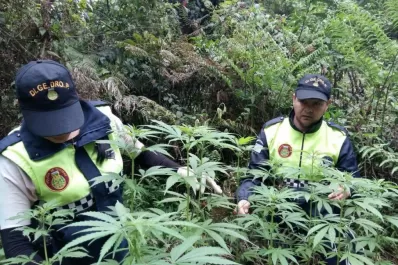 Secuestraron más de 1.000 plantas de marihuana en menos de un mes