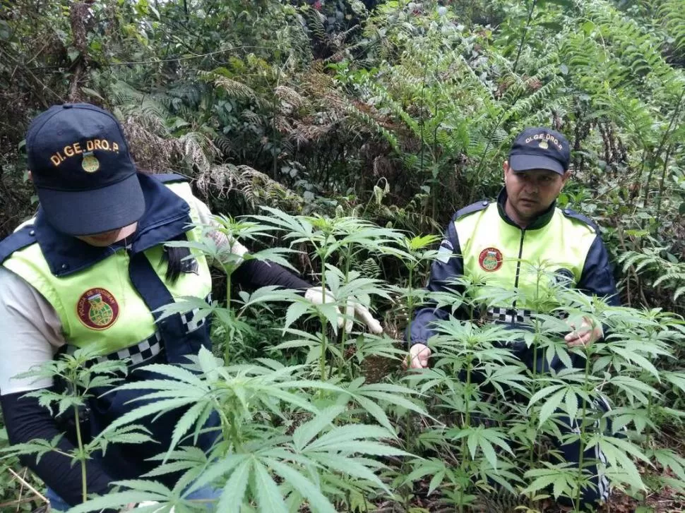 EXITOSOS PROCEDIMIENTOS. En los montes cercanos a Concepción, policías encontraron plantas de más de un metro y medio de altura. En El Cadillal (abajo) encontraron más de 845 plantines de marihuana. 