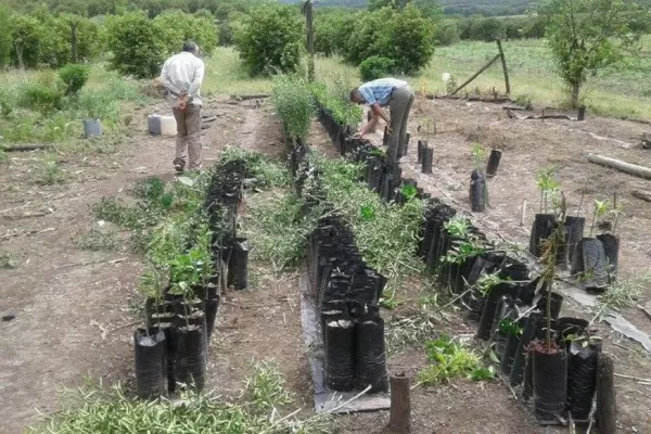 Interdictan y destruyen plantas cítricas sin DTV