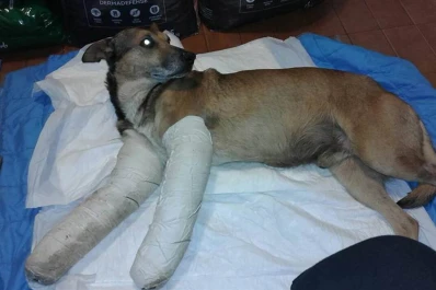 Le habían roto las patas a machetazos, pero alguien lo rescató y le salvó la vida