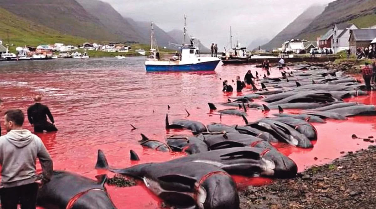 Sacrifican cientos de ballenas y delfines