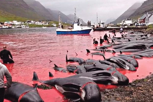 Sacrifican cientos de ballenas y delfines