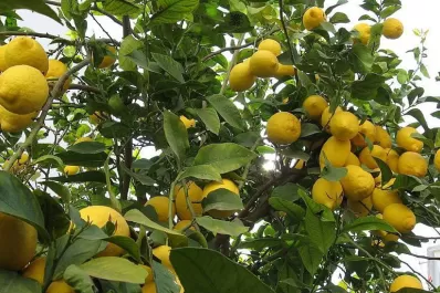 La suba de impuestos a las bebidas azucaradas tendría una nueva víctima: la citricultura de Tucumán