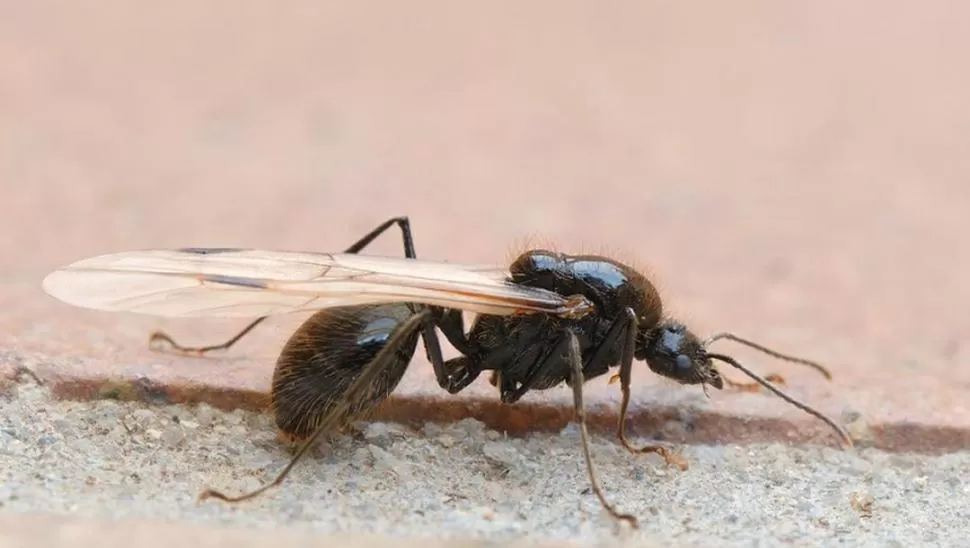DE CERCA. La hormiga con alas busca reproducirse y hacer nuevo nido. En Tucumán hay numerosas especies.