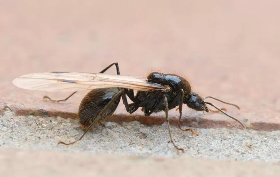 DE CERCA. La hormiga con alas busca reproducirse y hacer nuevo nido. En Tucumán hay numerosas especies. 