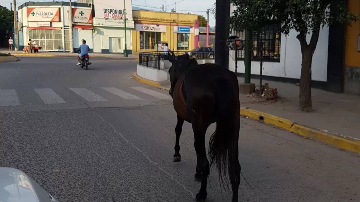 ANIMALES SUELTOS. Los caballos sorprendieron a los vecinos de Yerba Buena.