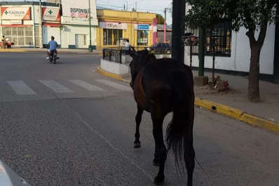 Caballos circulan sueltos y sin control en Yerba Buena