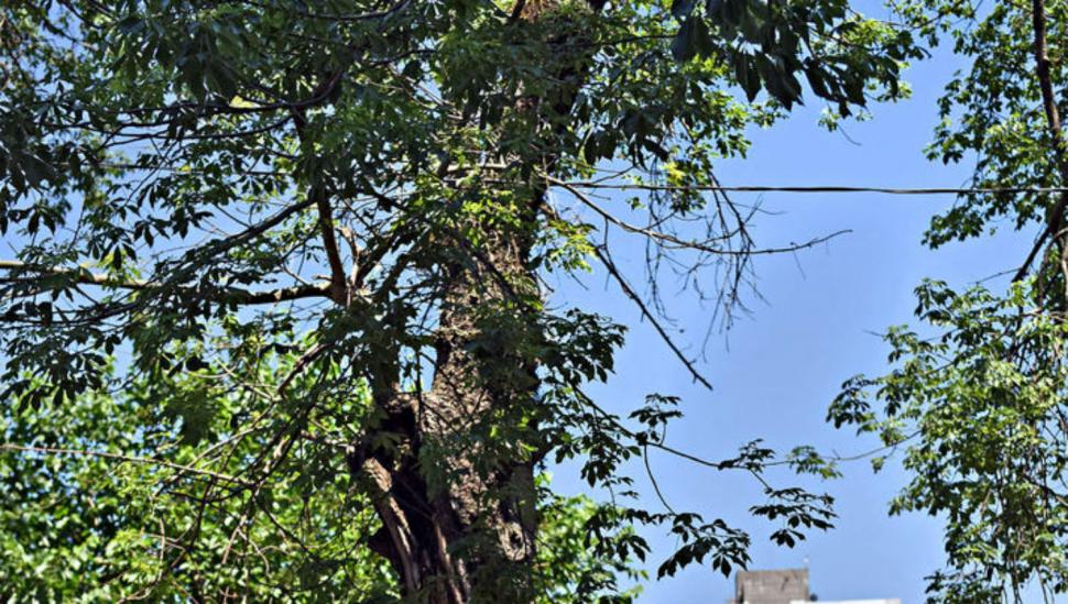 Un mimo para los palos borrachos de la calle Pellegrini