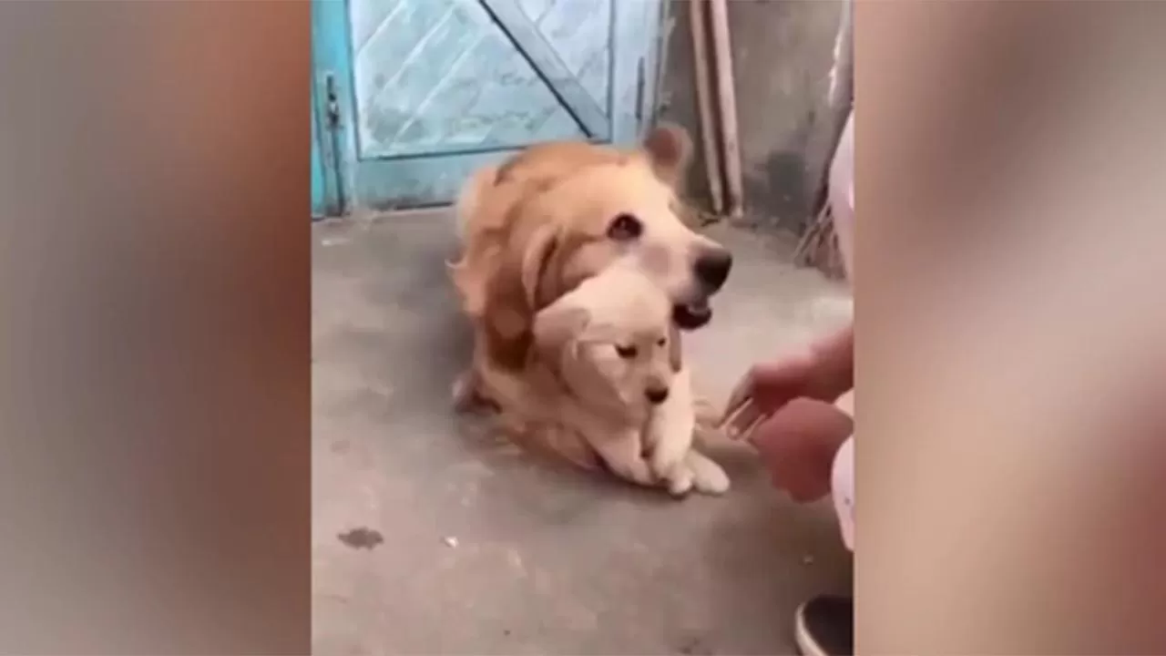 Una ternura: la reacción de una perra cuando intentan tocar a su cachorro