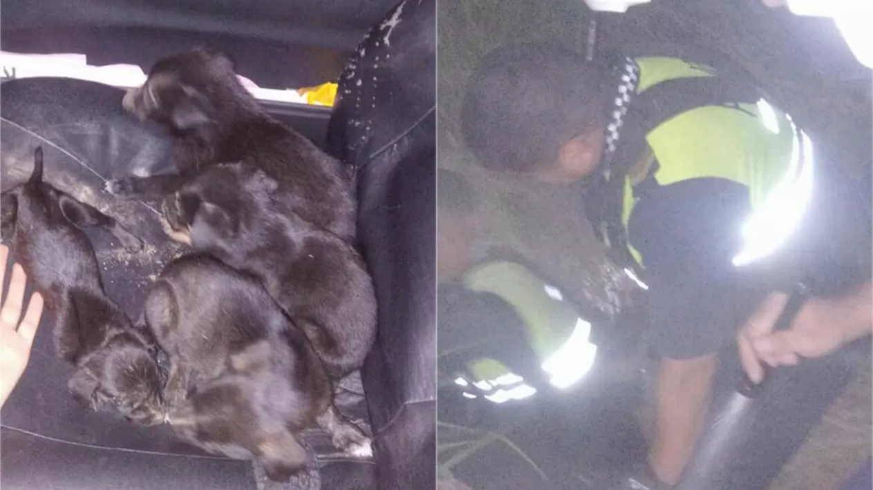 Policías se metieron a un pozo en plena tormenta para rescatar a 11 cachorritos