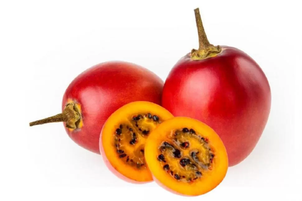 CON FUTURO. El “Tomate de árbol” es una buena alternativa productiva. 