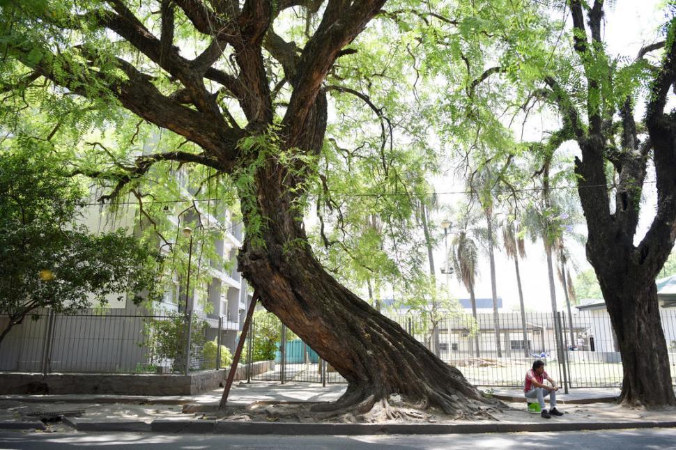 La amenaza de los árboles a punto de caer en la ciudad