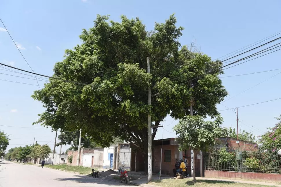 AMADOR LUCERO AL 1.800. Un ficus inclinado y enredado en los cables. LA GACETA / FOTOS DE ANALÍA JARAMILLO.-