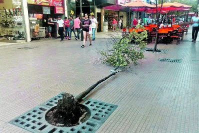 Cayó un siempre verde en la nueva peatonal Muñecas