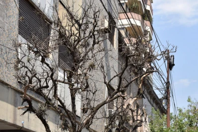Los años y las plagas van matando de a poco los naranjos