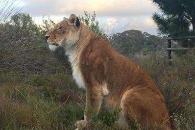 La leona Baguira amaneció en su nuevo hogar en Stanford, Sudáfrica