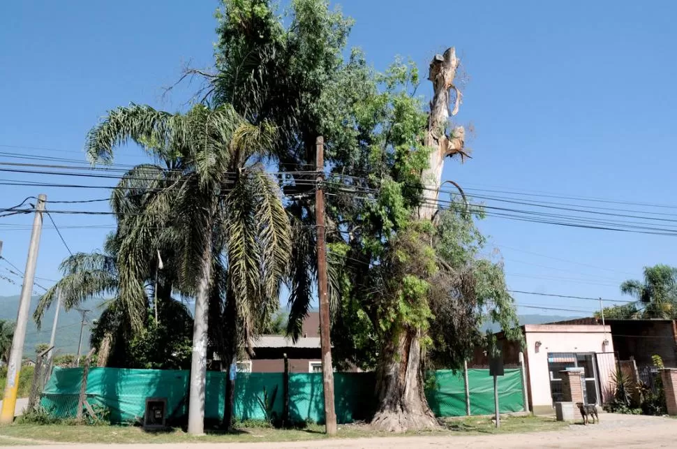 -EN VANO. Desde hace meses, Viviana Curubeto pide que bajen la altura de este eucalipto, en la avenida Solano Vera al 900. LA GACETA / FOTOS DE FRANCO VERA
