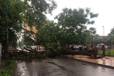 Se desplomó un árbol frente a la Legislatura: tránsito cortado en Muñecas al 900